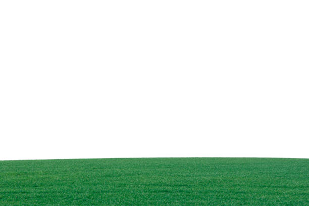 istock Green field with blue sky as background. 2155517918
