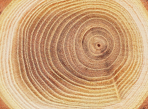 istock Cross section of a cut wood tree trunk slice with wavy pattern cracks and rings. Wood texture circles as background. 2155518424