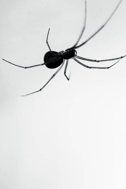 istock Close up photograph of a Dome Spider constructing a sheet web in a dark forest. 2155518498