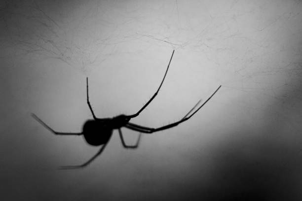 Close up photograph of a Dome Spider constructing a sheet web in a dark forest.