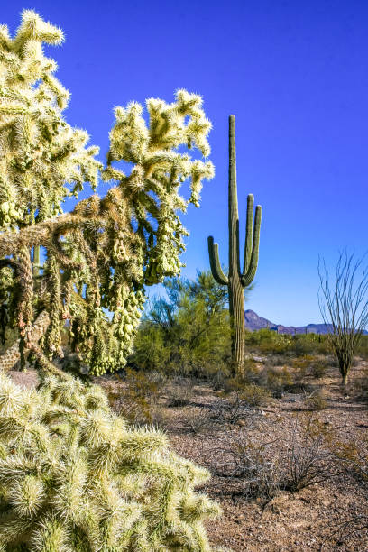 Teddy-bear cholla (Cylindropuntia bigelovii) - desert landscape, large thickets of prickly pear cactus with tenacious yellowish spines in Joshua Tree NP, California