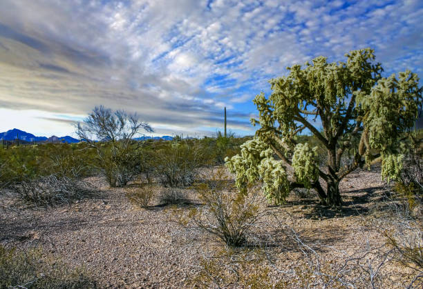 Teddy-bear cholla (Cylindropuntia bigelovii) - desert landscape, large thickets of prickly pear cactus with tenacious yellowish spines in Joshua Tree NP, California