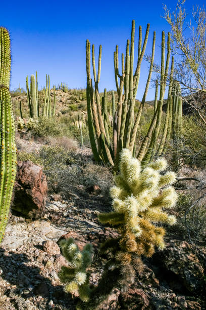 istock Teddy-bear cholla (Cylindropuntia bigelovii) - desert landscape, large thickets of prickly pear cactus with tenacious yellowish spines in Joshua Tree NP, California 2155518920