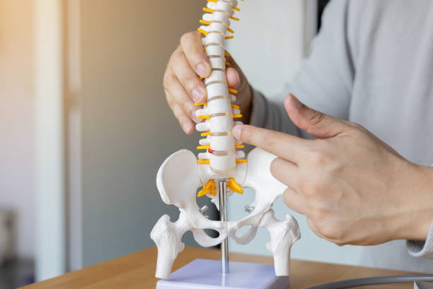 istock close up physical therapist hand pointing on human skeleton at middle back to advise and consult to patient to treatment at office for healthcare concept 2155519256