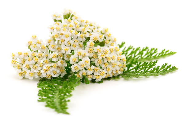 istock Yarrow plant isolated. 2155519300