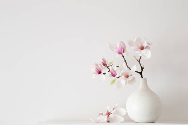 istock magnolia flowers in vase in white background 2155519597