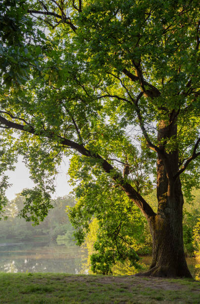 istock summer morning landscape with lake and trees 2155519629