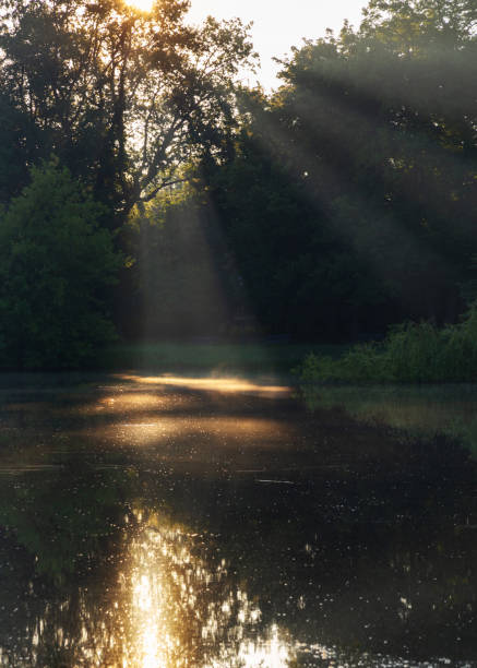 istock summer morning landscape with lake and trees 2155519637