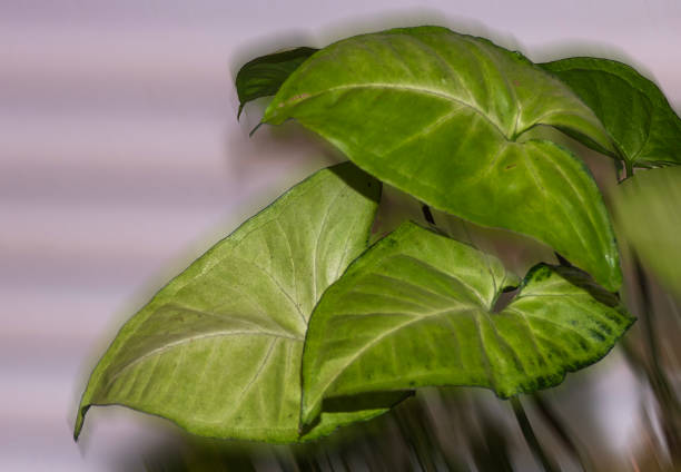 Green leaves shining in the sun