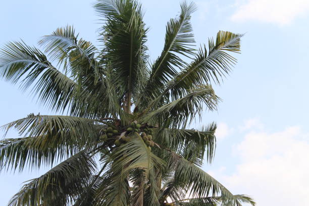 istock Coconut trees with the blue sky in the background 2155523400
