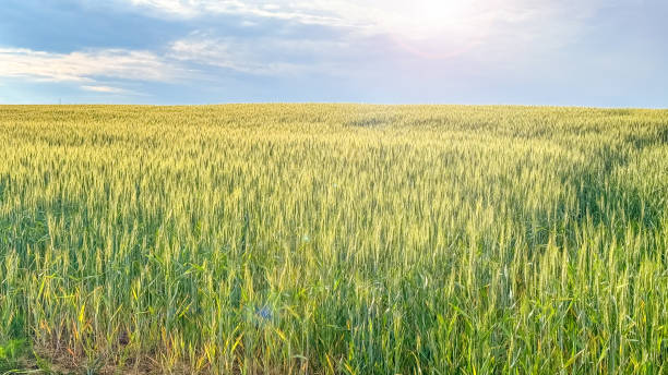 istock Meadow of wheat on sundown. Nature composition. 2155523598