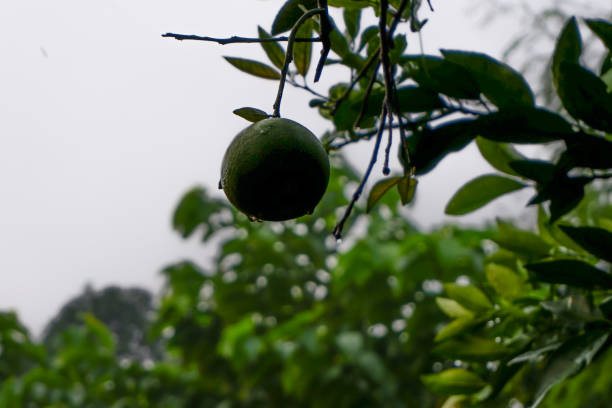 Orange plants bearing fruit in the yard, oranges hanging on the tree