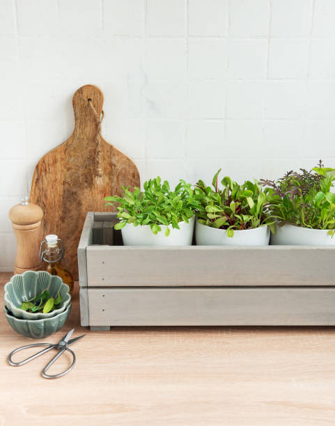 istock Fresh Herbs Grown in White Pots Inside a Gray Wooden Box in a Kitchen Setting 2155524926