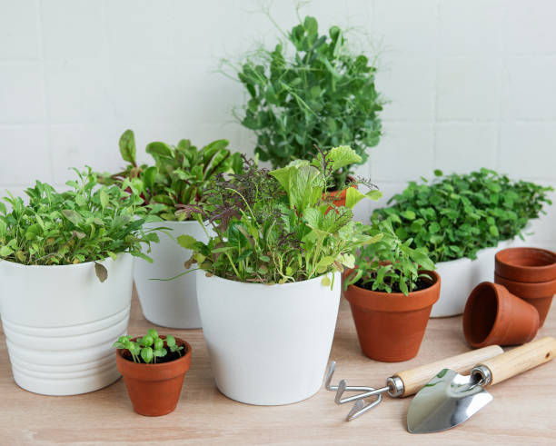 istock Indoor Herb Garden Kit With Fresh Green Plants 2155524929