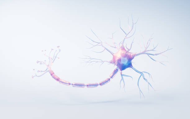 Biology nerve cell with biomedicine concept, 3d rendering. 3D illustration.