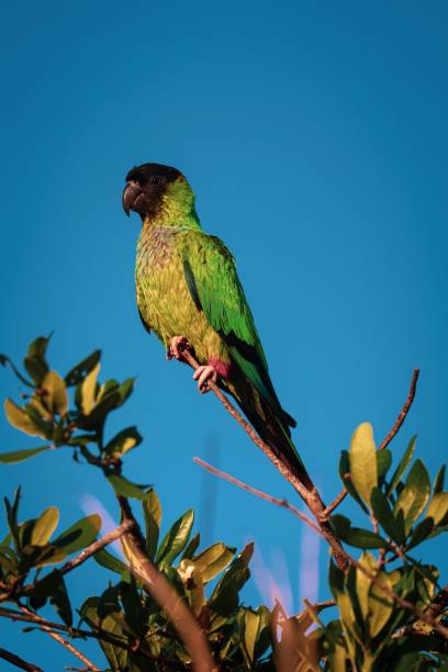 istock a parrot perched on a branch with a clear blue sky in the background. 2155526065