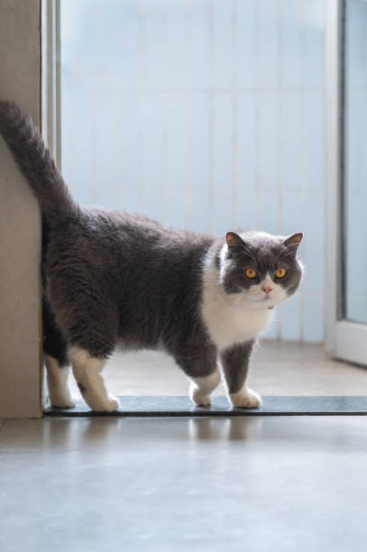 istock British Shorthair standing by the door 2155526191