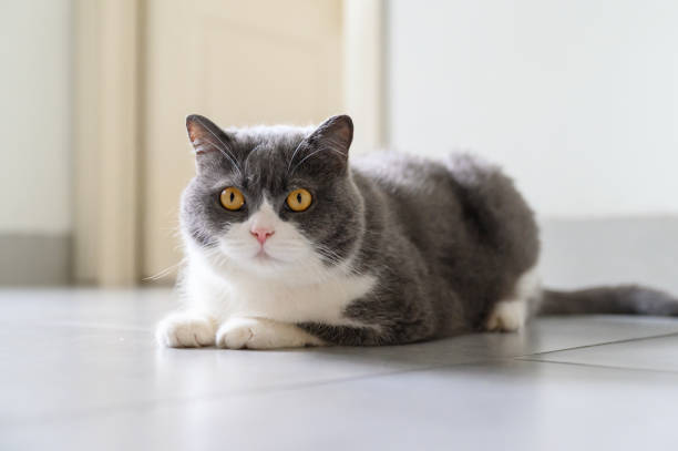 istock British shorthair cat lying on the floor 2155526198