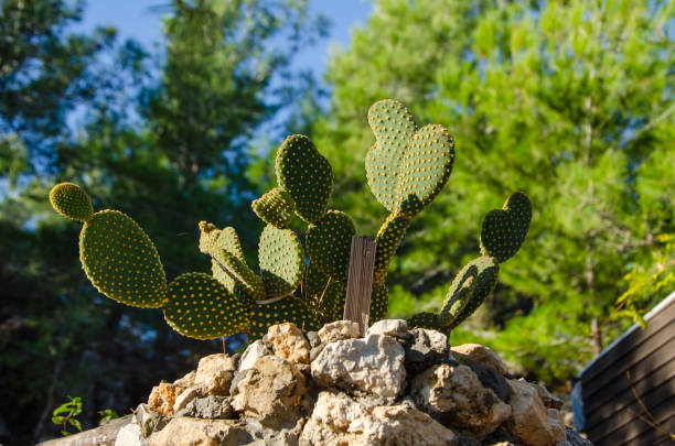 Prickly pear Opuntia Cactus growing among the stones.