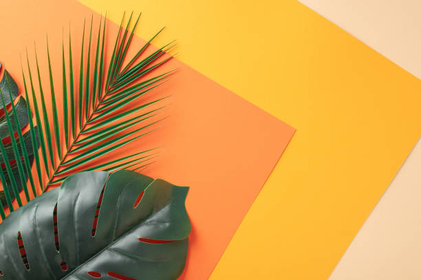 istock Vibrant split-tone background featuring green palm and dark monstera leaves against a bold orange backdrop, perfect for summer themed visuals 2155526494