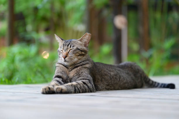 istock In the park, the tabby cat is lying on the ground 2155526533