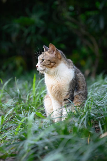 istock In the park, the tabby cat sits in the grass 2155526548