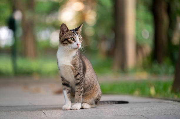 istock In the park, kittens sit on the ground 2155526581