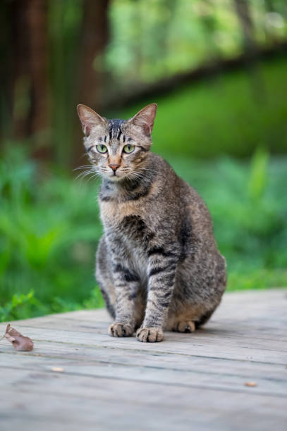istock In the park, kittens sit on the ground 2155526590