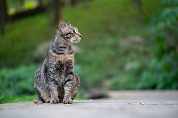istock In the park, kittens sit on the ground 2155526592