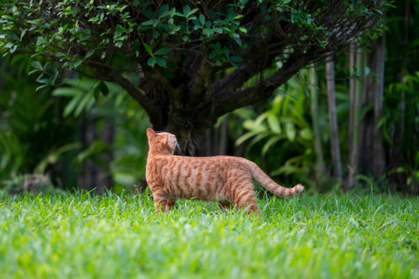 istock Cat walks in the park 2155526597