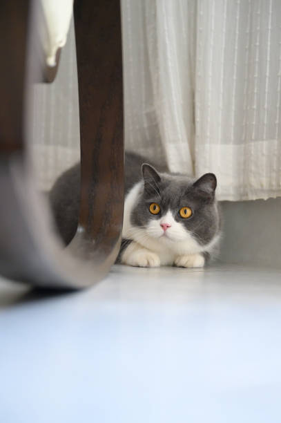 istock British shorthair cat lying on the floor 2155526609
