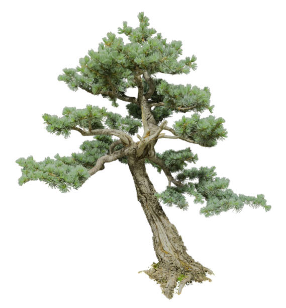 Cedrus atlantica bonsai tree isolated on white transparent