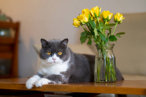 istock British shorthair cat lying on table 2155527110