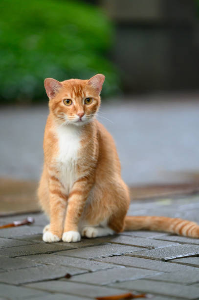 In the park, kittens sit on the ground