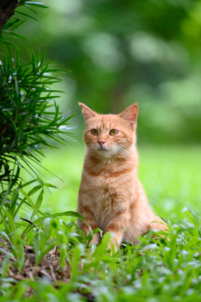 istock Orange tiger cat sitting on grass 2155527168