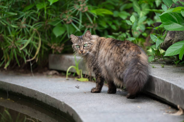istock Norwegian Forest Cat in the Park 2155527185