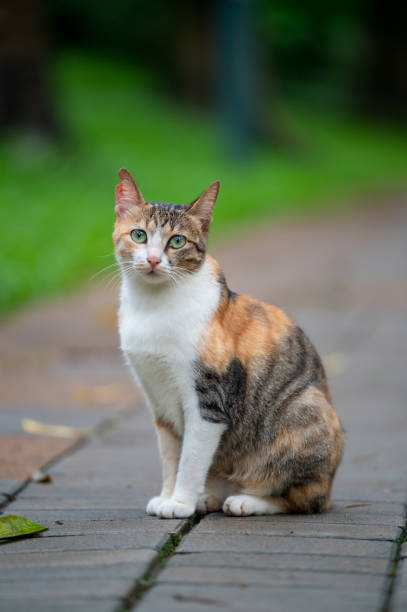 istock In the park, kittens sit on the ground 2155527188
