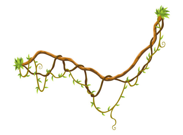 istock Twisted wild lianas branches banner. Jungle vine plants. Woody natural tropical rainforest, exotic botany. Woody natural branches 2155527324