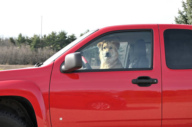 istock Dog in Driver's Seat 2155528004