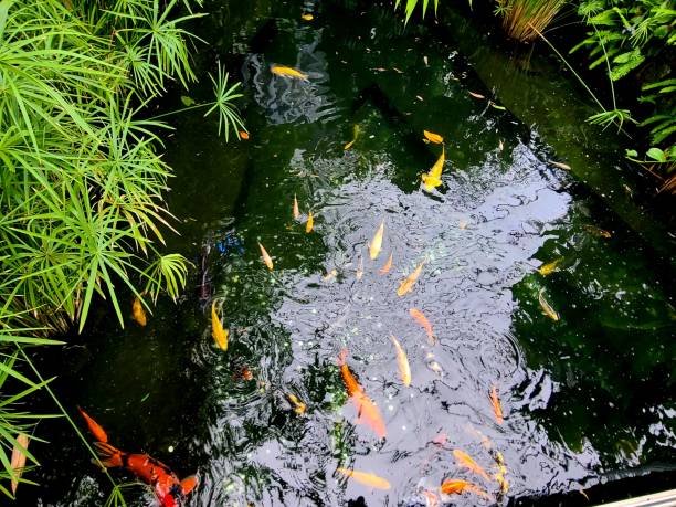 istock Colorful Koi fish swimming in the stream 2155528519