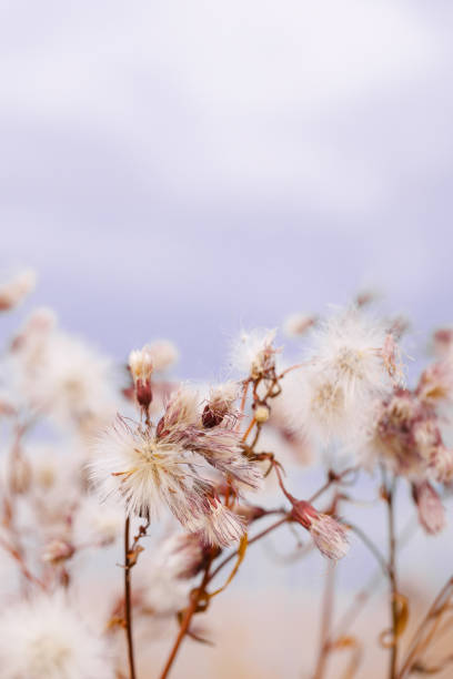 White fluffy seeds of flowers, forms and textures as natural environment pattern or textured background, top view blue beige pastel color minimal style nature pattern, biological aesthetic texture
