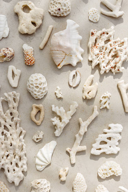 istock Trend pattern from closeup seashells, coral on sandy tones background. Minimal photo at sunlight. Summer vacation concept, beach mood. Nautical design. Top view nature aesthetics vertical still life 2155529721