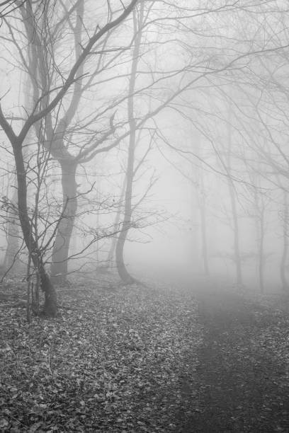 istock The forest in a fog 2155532847