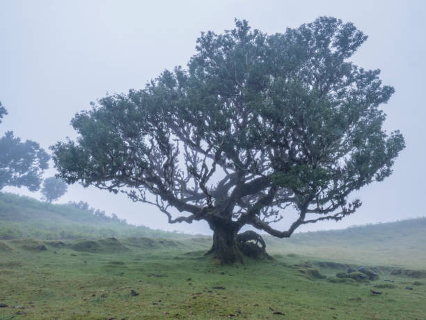 istock Old bizarre shape mossy stinkwood tree with twisted branches, covered by moss and fern in Fanal laurel forest in rain and dense fog. Mysterious creepy atmosphere, Tourist point Fanal, Madeira. 2155533405