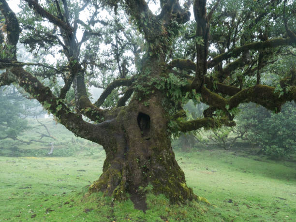 istock Old bizarre shape mossy stinkwood tree with twisted branches, covered by moss and fern and hole in trunk. Fanal laurel forest in dense fog. Mysterious creepy atmosphere, Tourist point Fanal, Madeira. 2155533412