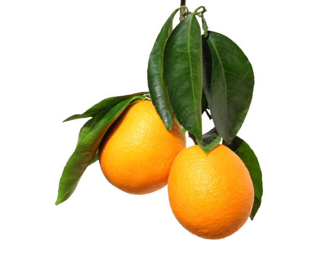 istock Ripe orange fruits on a tree branch 2155533952