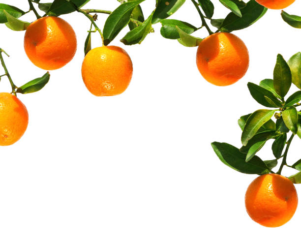 istock Oranges on a branch. Citrus fruits growing on tree 2155533970