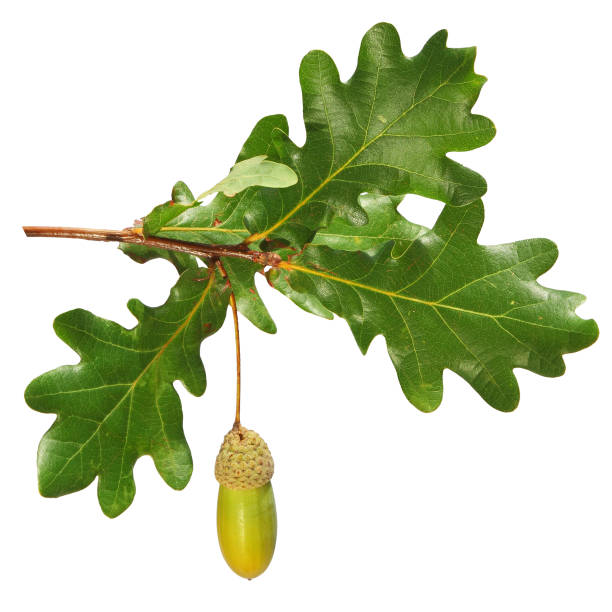 istock Oak branch with leaves and acorns isolated on a white 2155533988