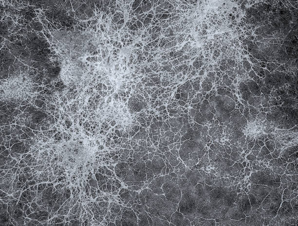 istock Mycelium fungus, Fusarium euwallaceae 2155533998