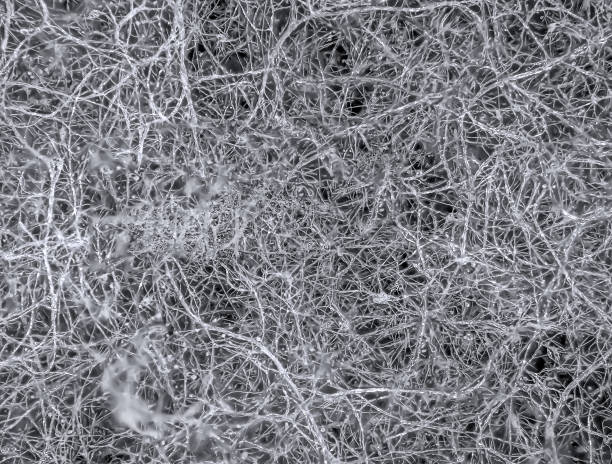 istock Mycelium fungus, Fusarium euwallaceae 2155534003